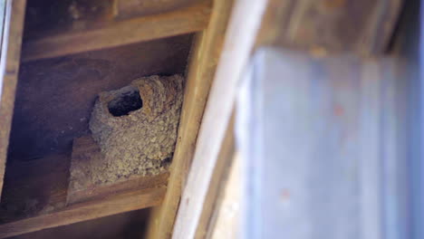 Barn-Swallow-mates-leaving-the-mud-nest-in-the-rafters-to-hunt-insects-to-feed-their-chicks