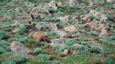 Marmota-En-El-Parque-Nacional-De-Las-Montañas-Rocosas-1