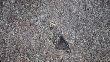 A-juvenile-bald-eagle-takes-off-and-flies-away-from-the-think-alder-trees-of-Kodiak-Island-Alaska-during-a-winter-snow-storm