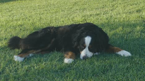 A-beautiful-Bernese-mountain-dog-rests-in-the-green-meadow-in-the-late-afternoon-of-a-summer-day-in-Italy,-breathing-and-looking-around-in-slow-motion