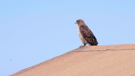 A-beautiful-tagged-Red-Tailed-Hawk-sits-on-the-rooftop-in-Steep-Ravine-observing-its-surroundings