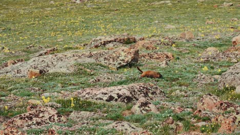 Marmota-Caminando-En-El-Parque-Nacional-De-Las-Montañas-Rocosas
