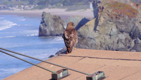 A-beautiful-Red-Tailed-Hawk-resting-on-a-rooftop-on-a-nice-sunny-day-in-California