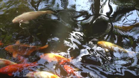 Oriental-koi-fish,-amur-carp,-cyprinus-rubrofuscus-swimming-across-the-pond-with-shimmering-golden-sunlight-reflection-on-the-water-surface