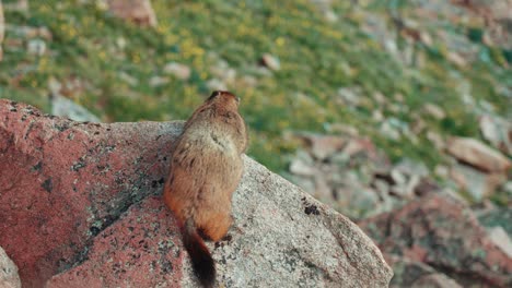Marmota-En-El-Parque-Nacional-De-Las-Montañas-Rocosas