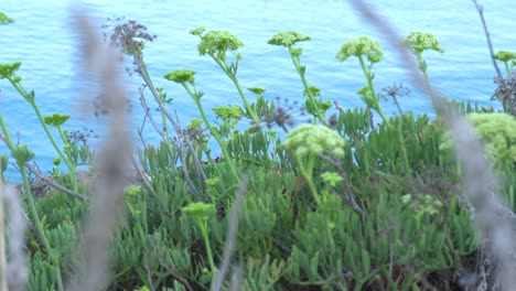 Stalks-of-the-Mediterranean-Sea-fennel-plant-at-dawn,-Crithmum-maritimum,-with-the-Mediterranean-Sea-out-of-focus-in-the-background