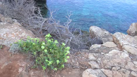 Crithmum-maritimum-grows-by-the-sea-in-rocky-soil,-sea-fennel,-with-the-sea-in-the-background