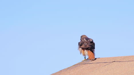 An-adult-red-tailed-hawk-lands-on-a-rooftop-peak---slow-motion