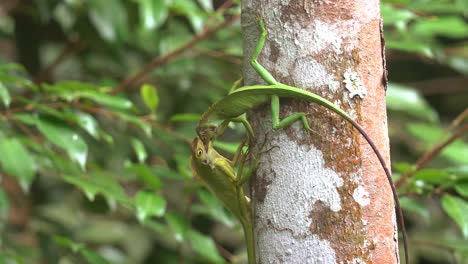 Two-chameleons-fighting-on-a-tree-trunk