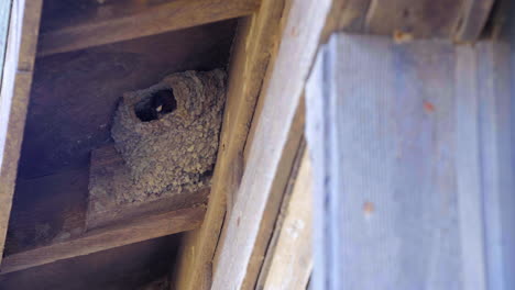 Nesting-Cliff-Swallows,-sometimes-mistaken-for-Barn-Swallows-make-the-nest-from-mud-high-up-to-protect-the-chicks-from-predators