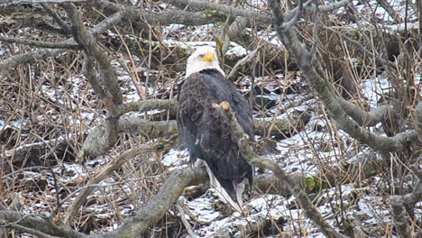 A-bald-eagle-perches-in-the-think-alder-trees-of-Kodiak-Island-Alaska-during-a-winter-snow-storm