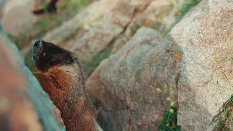 Marmot-Close-up-Rocky-Mountain-National-Park
