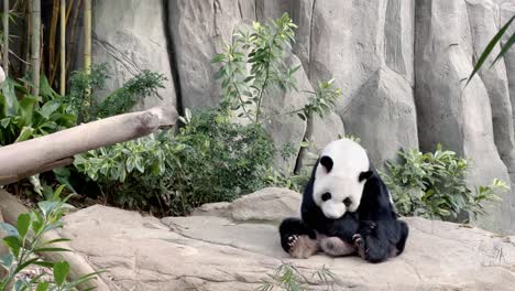 Panda-Gigante-Peludo,-Ailuropoda-Melanoleuca,-Despertado-Después-De-Una-Siesta-En-Una-Posición-Sentada,-Bostezando-Y-Sacando-La-Lengua-En-El-Zoológico-De-Singapur,-Reserva-De-Vida-Silvestre-De-Mandai,-Sudeste-De-Asia