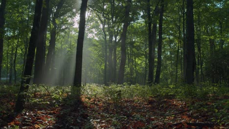Windy-morning-in-foggy-forest-with-sun-beaming-through-tree-canopy--Timelapse