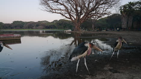 Marabou-Storks-At-The-Fish-Market,-Lakeshore-Of-Hawassa-In-Awassa,-Ethiopia