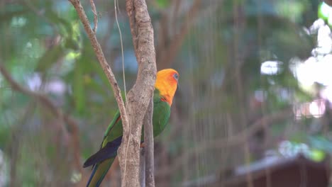 Wildlife-close-up-shot-of-a-vibrant-appearance-jandaya-conure-parakeet,-aratinga-jandaya-perching-on-the-tree,-chirping-at-bird-sanctuary-at-daytime
