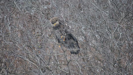 A-juvenile-bald-eagle-sits-in-the-think-alder-trees-of-Kodiak-Island-Alaska-during-a-winter-snow-storm