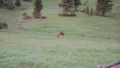 Elk-in-Rocky-Mountain-National-Park