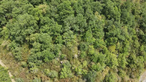 Drone-footage-of-a-green-forest-in-the-Spanish-Roncal-Valley