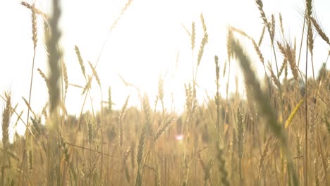 Wheat-spikes-against-bright-background-with-sun-flare,-Stems-swaying-in-Slow-motion