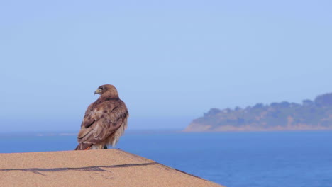 Hawk-with-tag-standing-on-the-roof-of-a-residence-watching-the-coast