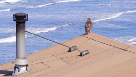 Red-tailed-Hawk-on-the-roof-of-rental-cabins-in-Steep-Ravine-Beach