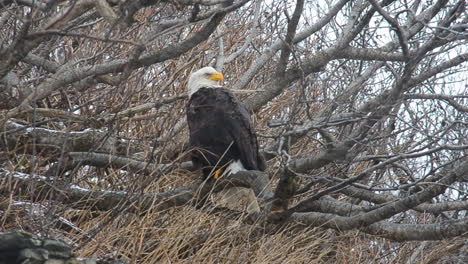 An-adult-bald-eagle-sits-in-the-think-alder-trees-of-Kodiak-Island-Alaska-during-a-winter-snow-storm