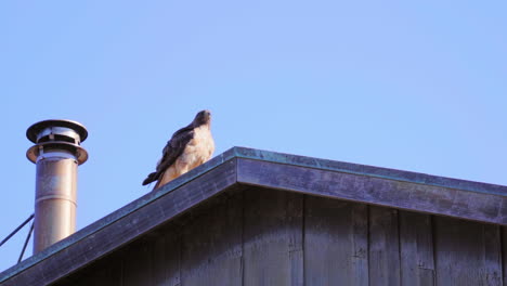 Magnificent-red-tailed-hawk-frequenting-camp-in-Steep-Ravine