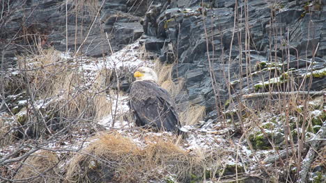 A-large-bald-eagle-sits-in-the-think-alder-trees-of-Kodiak-Island-Alaska-during-a-winter-snow-storm