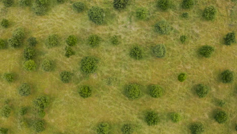 Luftperspektive,-Die-Sich-über-Einem-Einzigartigen-Olivenhain-Bewegt-Und-Die-Natürliche-Platzierung-Der-Bäume-Zeigt
