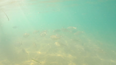 Gruppe-Von-Fischen,-Die-Unterwasser-Von-Fuerteventura,-Kanarische-Insel,-Spanien-Schwimmen