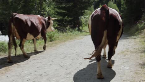 Group-of-Cows-Walking-the-Way-Back-to-the-Farm---slow-motion