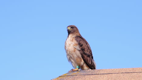 Beautiful-Red-Tailed-Hawk-sitting-on-a-cabin-rooftop-in-Steep-Ravine-California