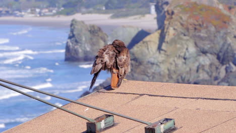 Hawk-on-the-roof-of-a-building-and-in-the-background-Stinson-Beach-in-Rocky-Point-RD-California