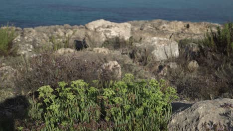 Crithmum-maritimum-or-Rock-Samphire-edible-herb-in-natural-habitat-near-the-ocean,-Mediterranean-sea-in-the-background