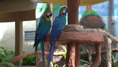 Blue-and-yellow-macaw,-ara-ararauna-with-vivid-and-colourful-plumage,-perching-side-by-side,-falling-asleep-in-the-afternoon,-dozing-off-with-eyes-half-close,-wildlife-close-up-shot