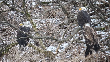 Un-Grupo-De-águila-Calva-Se-Sienta-En-Los-Alisos-De-La-Isla-Kodiak-Alaska-Durante-Una-Tormenta-De-Nieve-Invernal