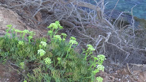 Crithmum-maritimum,-rock-samphire-or-sea-fennel,-edible-and-delicious-green-Mediterranean-plant