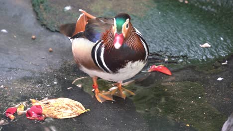 Aquatic-mandarin-duck,-aix-galericulata-with-stunning-multicolored-iridescent-plumage,-standing-by-the-pond-shore-and-looking-around-at-its-surrounding-environment,-close-up-shot-at-wildlife-park
