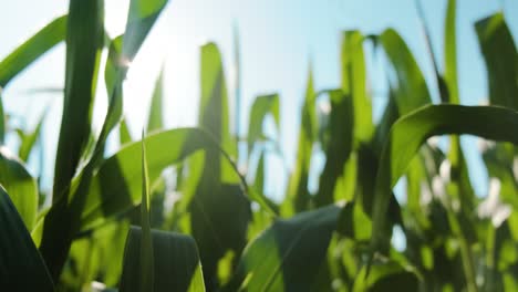 Close-up-shot-sunbeams-through-green-corn-leaves-swaying,-Agriculture-Plantation,-Slow-motion
