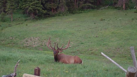 Elk-Close-Up-Rocky-Mountain-National-Park-1