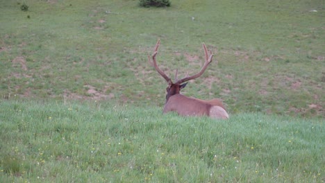 Elk-Close-Up-Rocky-Mountain-National-Park