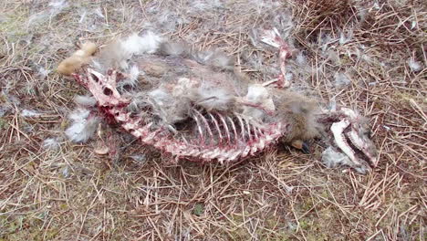 The-remains-of-a-dead-deer-after-being-eaten-by-a-bear-on-Kodiak-Island-Alaska