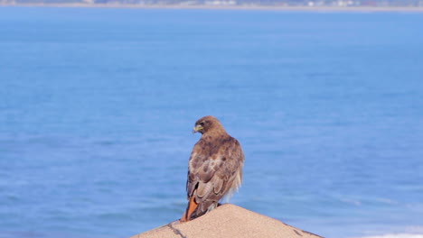 A-wild-Red-Tailed-Hawk-sits-perched-watching-and-waiting-for-a-good-hunting-opportunity
