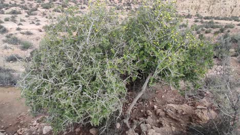 Argan-tree-branches-with-ripe-nuts-and-green-leaves-10