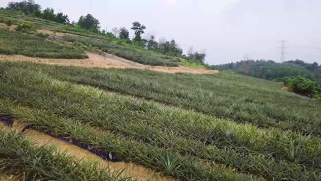 Drone-shots-of-a-pineapple-plantation-near-Rawang-in-Malaysia,-UHD-8
