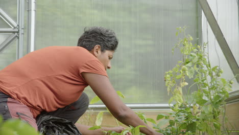 An-attractive-Sri-Lankan-woman-working-in-her-greenhouse,-Sweden