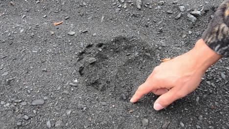 A-large,-single-grizzly-bear-brown-bear-track-as-found-in-the-wilderness-of-Kodiak-Island-Alaska