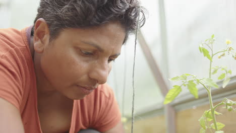 Zeitlupe,-Lebensmittelanbau---Eine-Indische-Frau,-Die-Eine-Tomate-Pflanzt