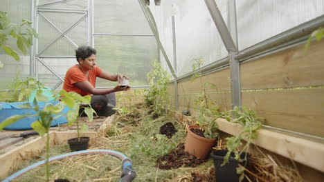 SLIDER-WIDE-shot-of-an-attractive-Indian-woman-planting-in-her-greenhouse,-Sweden